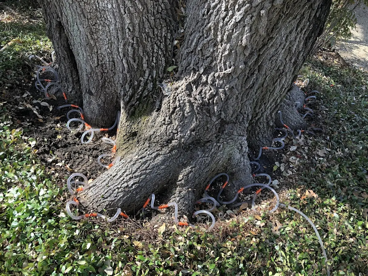 Detailed Tree Cabling and Bracing job site in East Ryegate