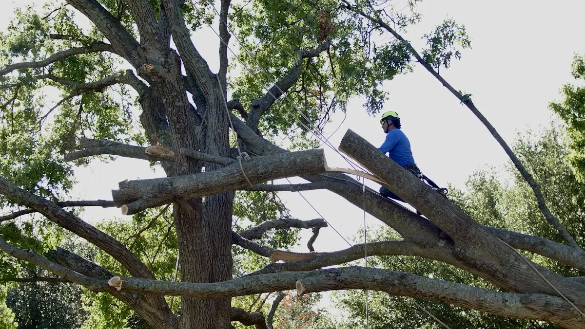 Professional Crown Thinning performed by certified arborists in East Ryegate