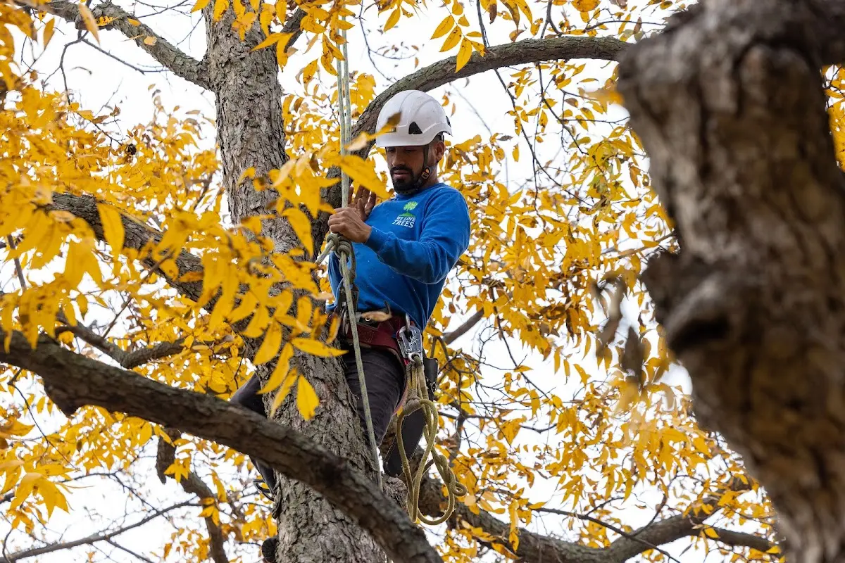 Skilled Tree Trimming crew working in East Ryegate